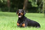 DOBERMANN 395